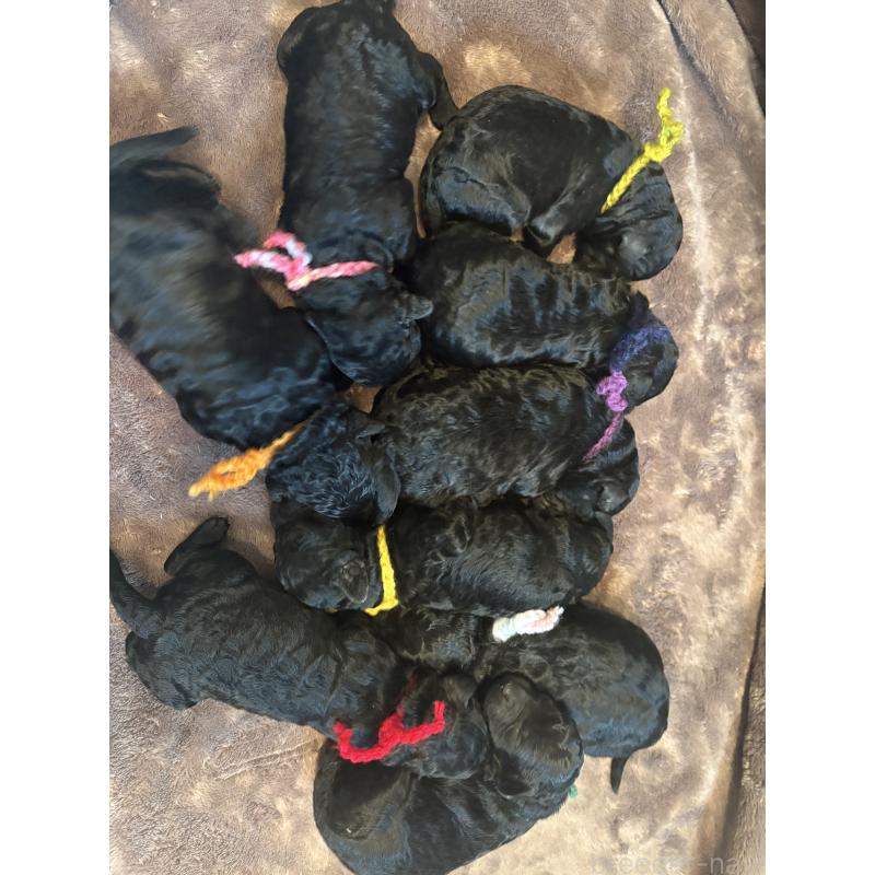 販売中の東京都のミディアムプードル-438627