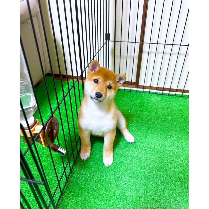 販売中の広島県の豆柴-431211の2枚目