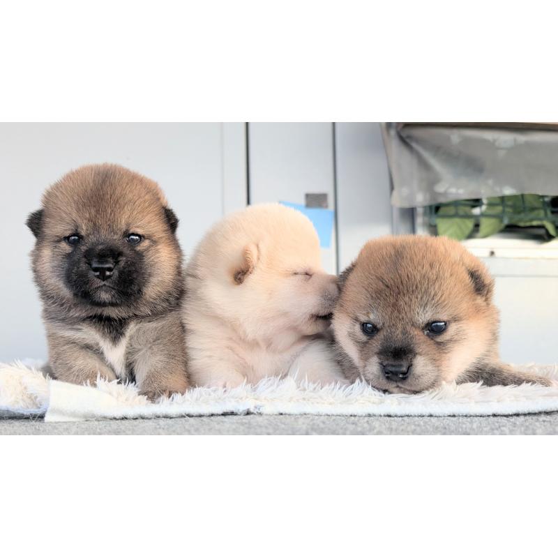 販売中の千葉県の柴犬-440094の3枚目