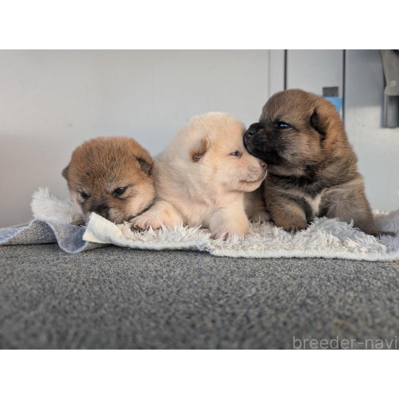 販売中の千葉県の柴犬-440096の2枚目