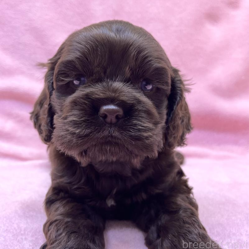 販売中の大阪府のアメリカンコッカースパニエル-440098の1枚目