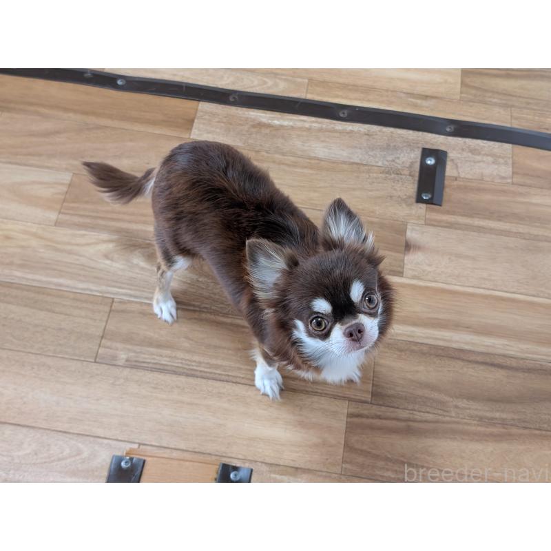 メルシーちゃん1枚目