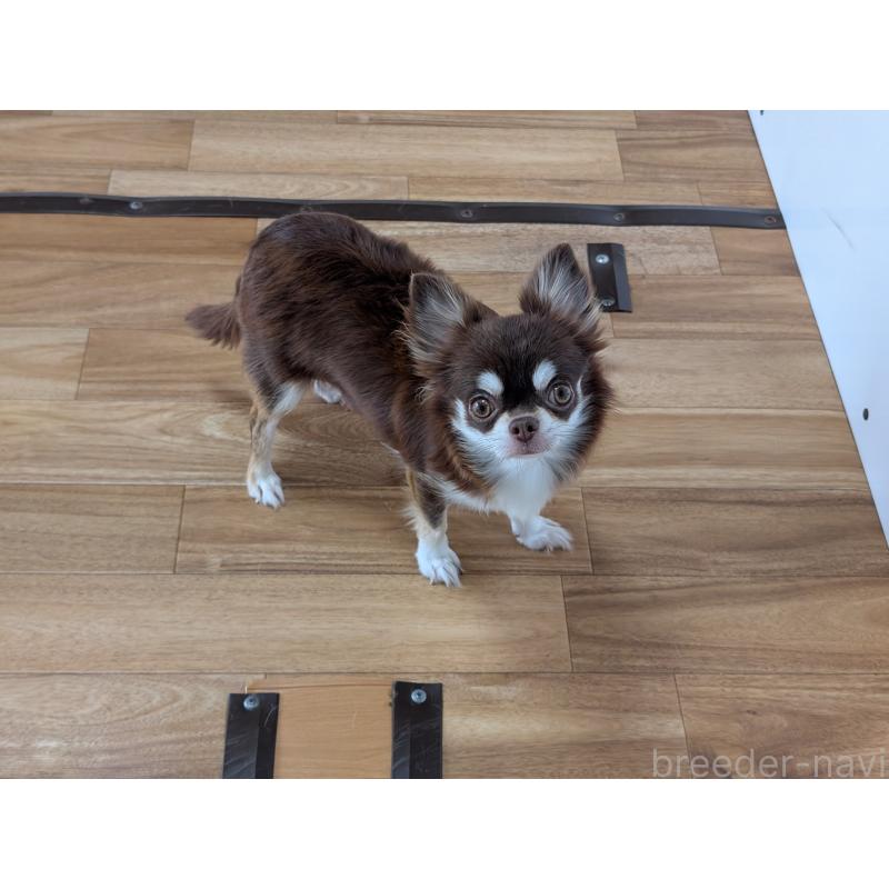 メルシーちゃん1枚目