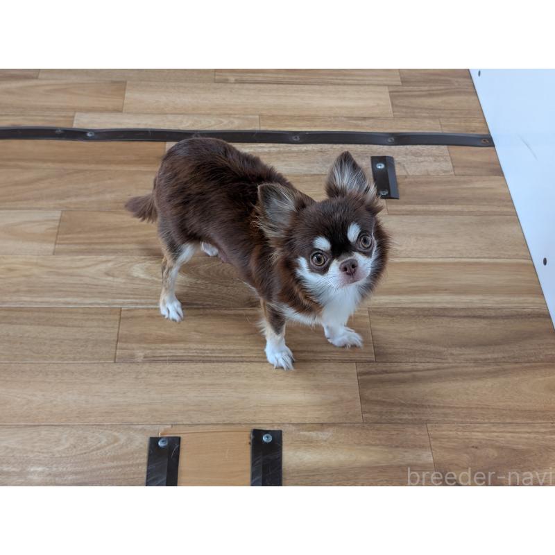 メルシーちゃん1枚目