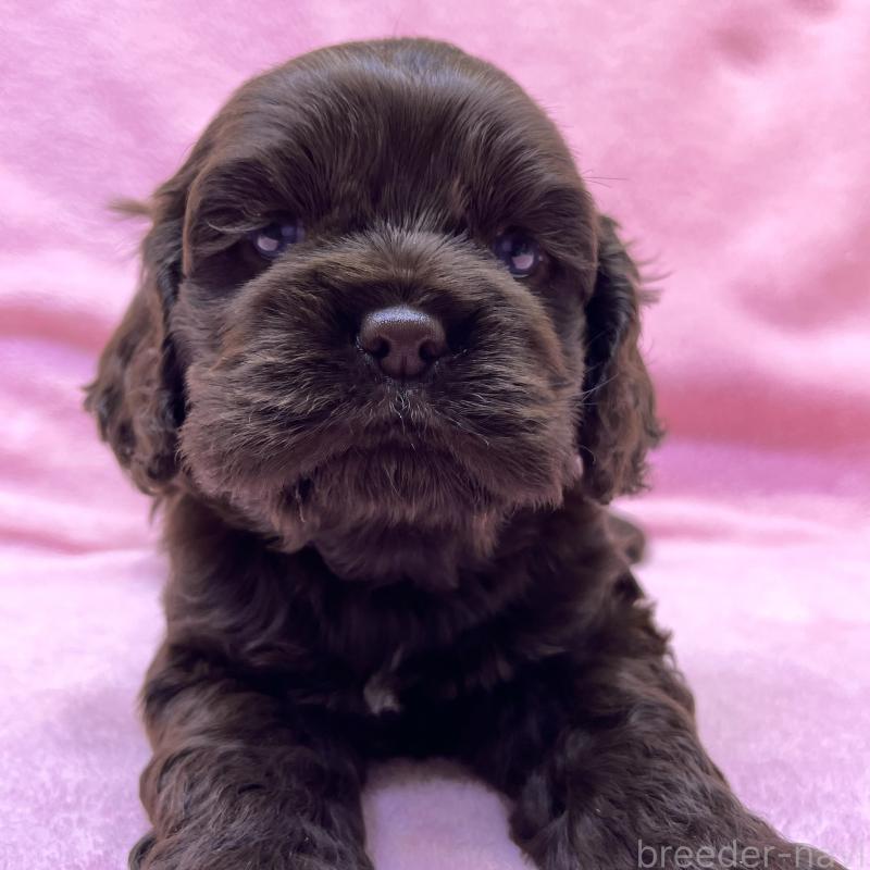 販売中の大阪府のアメリカンコッカースパニエル-440098の7枚目