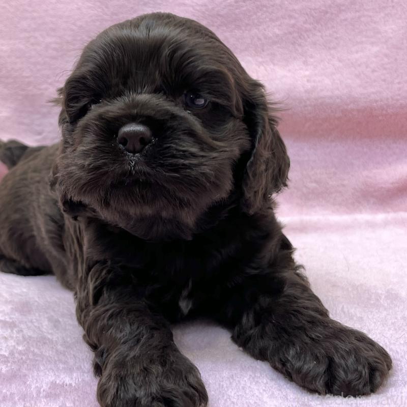 販売中の大阪府のアメリカンコッカースパニエル-440098の6枚目