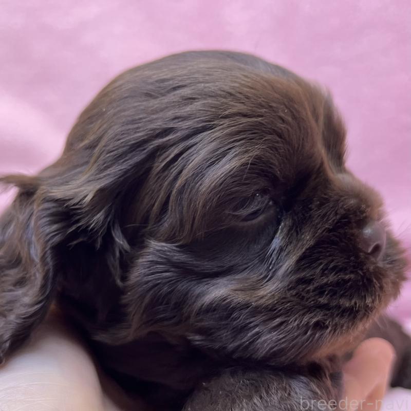 販売中の大阪府のアメリカンコッカースパニエル-440098の5枚目