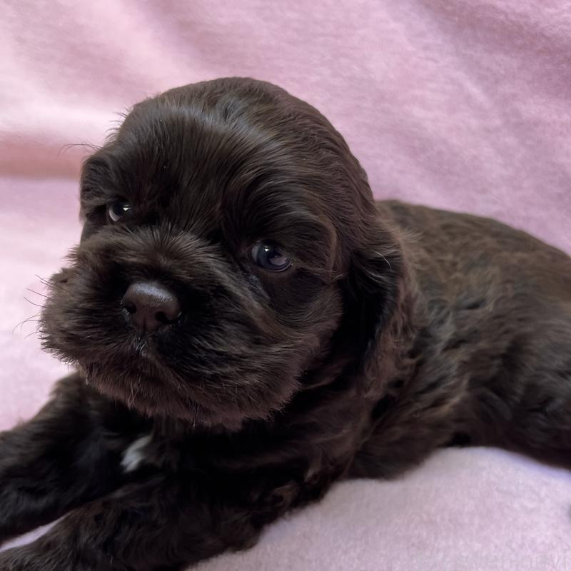 販売中の大阪府のアメリカンコッカースパニエル-440098の4枚目