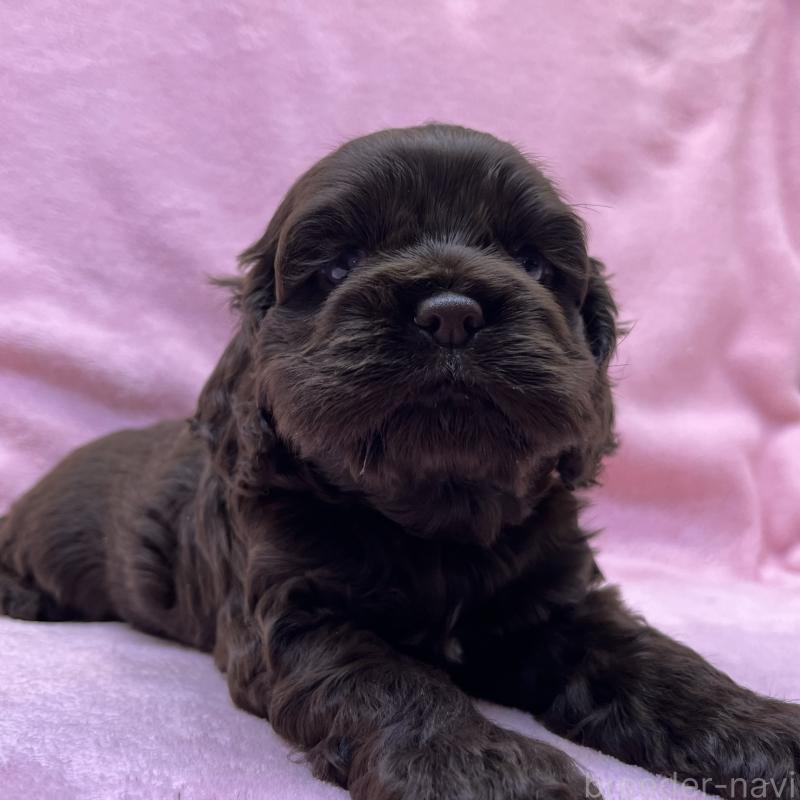 販売中の大阪府のアメリカンコッカースパニエル-440098の3枚目