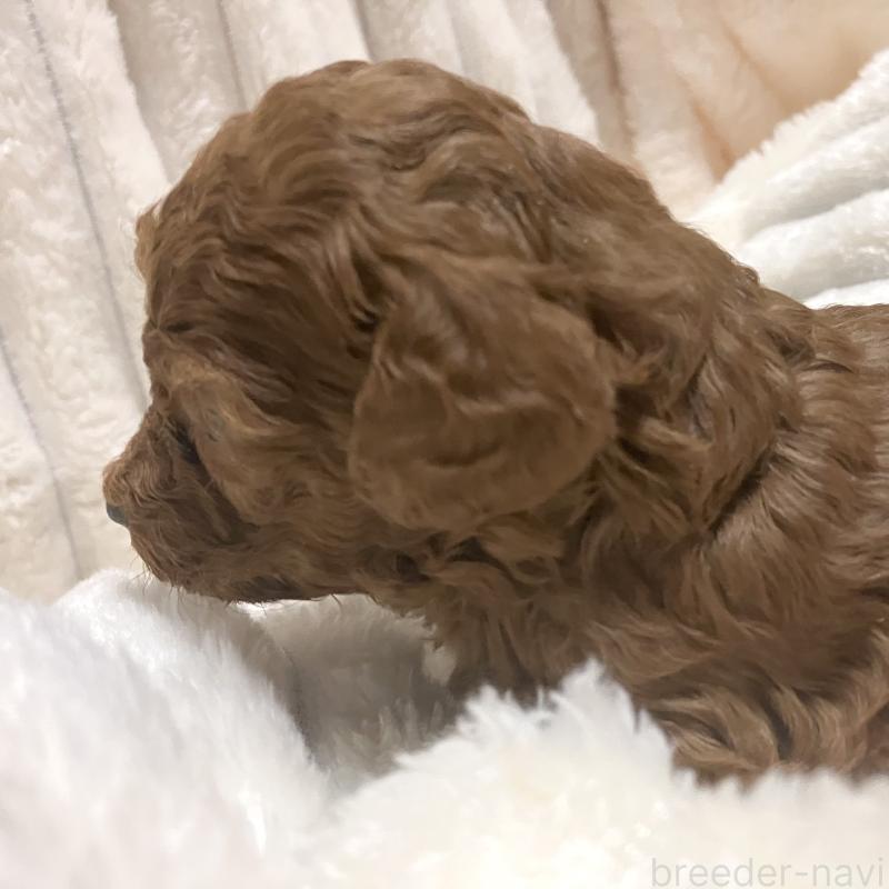 販売中の静岡県のトイプードル-440103の2枚目