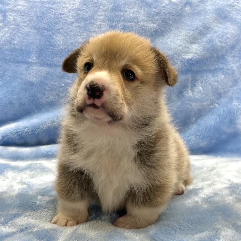 販売中の大阪府のウェルシュコーギーペンブローク-440102の11枚目