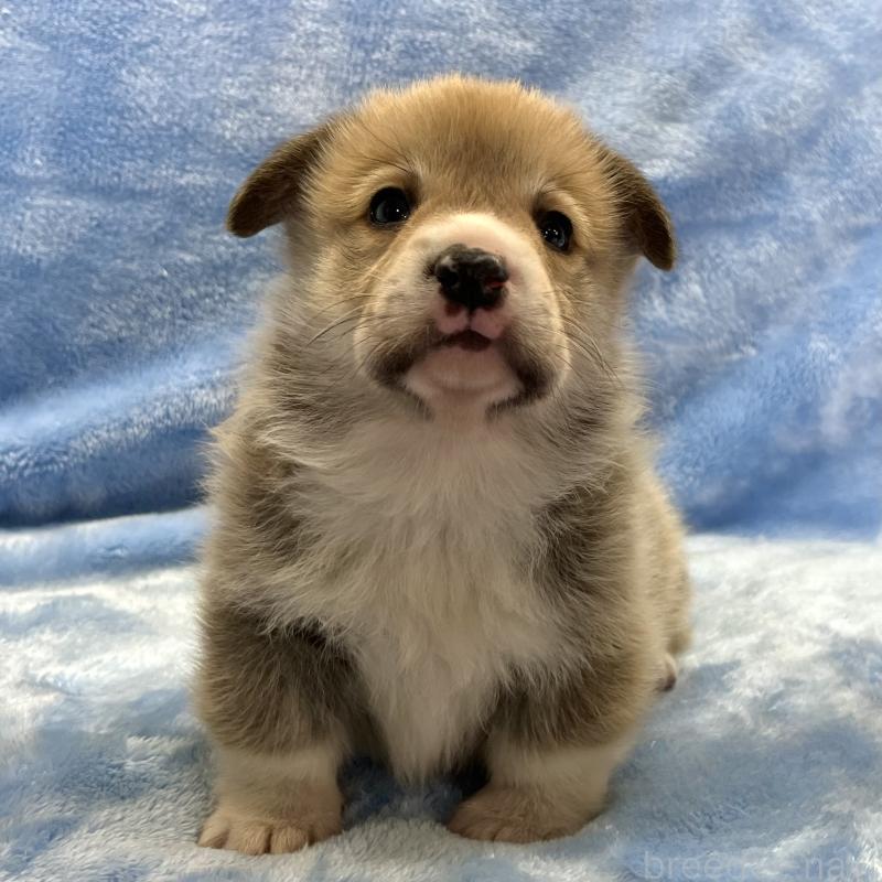 販売中の大阪府のウェルシュコーギーペンブローク-440102の10枚目