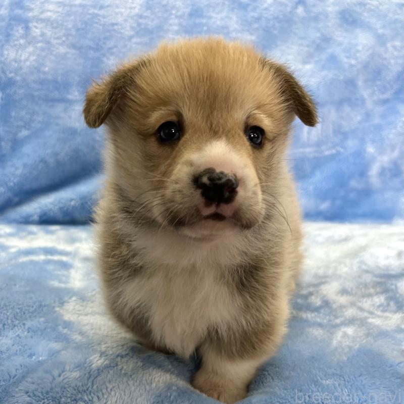 販売中の大阪府のウェルシュコーギーペンブローク-440102の8枚目