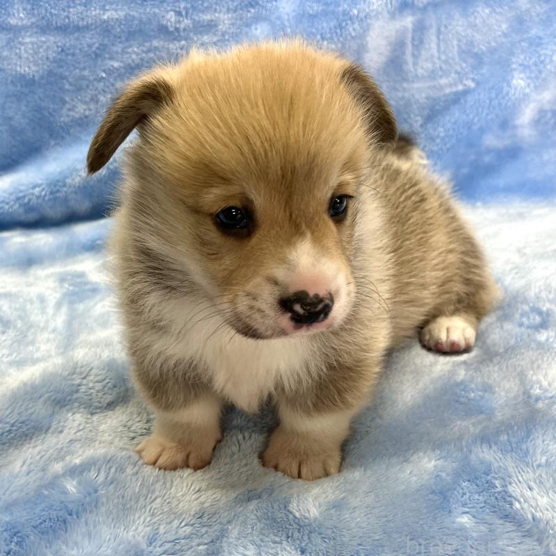 販売中の大阪府のウェルシュコーギーペンブローク-440102の6枚目