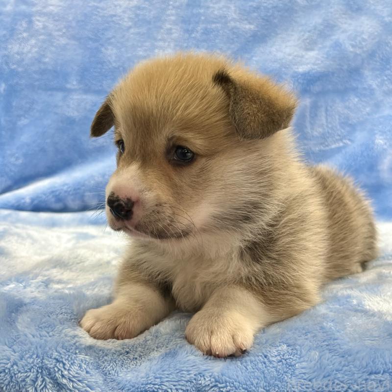 販売中の大阪府のウェルシュコーギーペンブローク-440102の5枚目