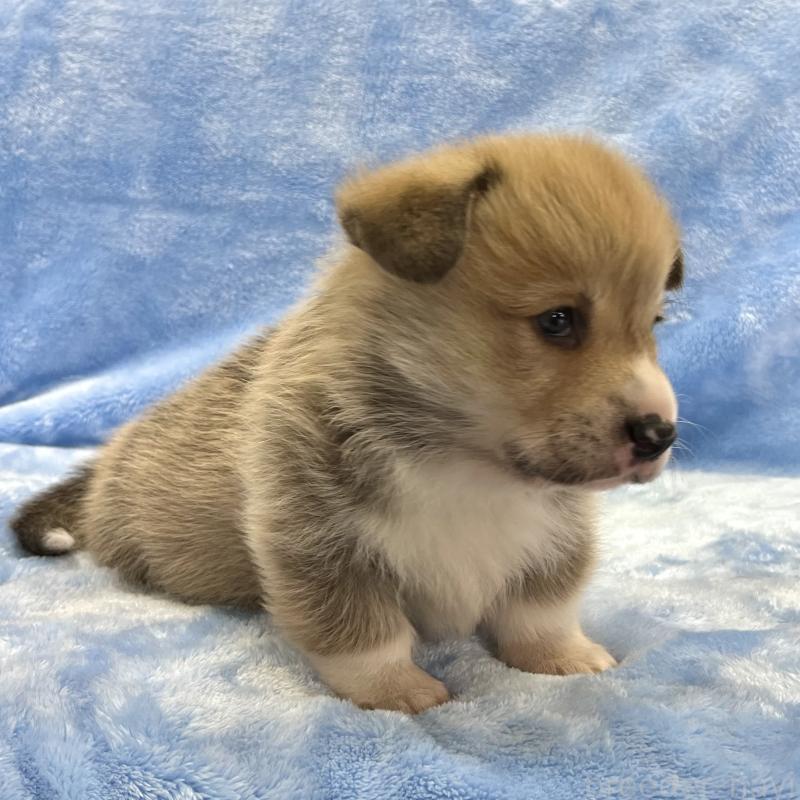 販売中の大阪府のウェルシュコーギーペンブローク-440102の4枚目