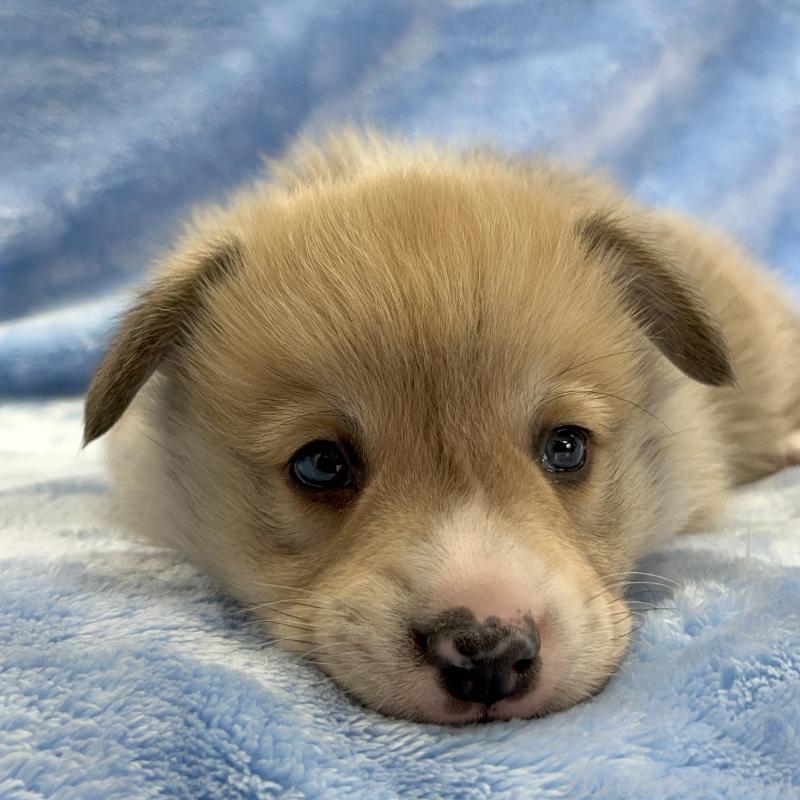 販売中の大阪府のウェルシュコーギーペンブローク-440102の3枚目