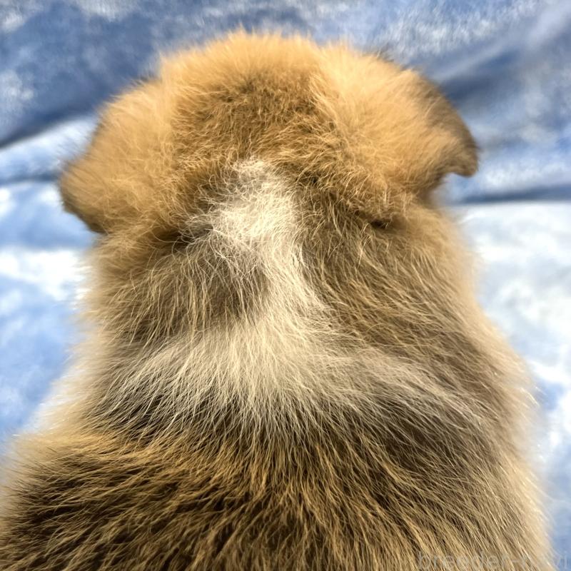 販売中の大阪府のウェルシュコーギーペンブローク-440102の2枚目