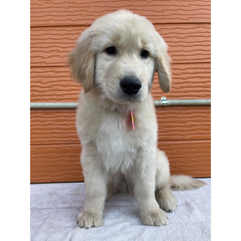 商談中の茨城県のゴールデンレトリーバー-435607の10枚目