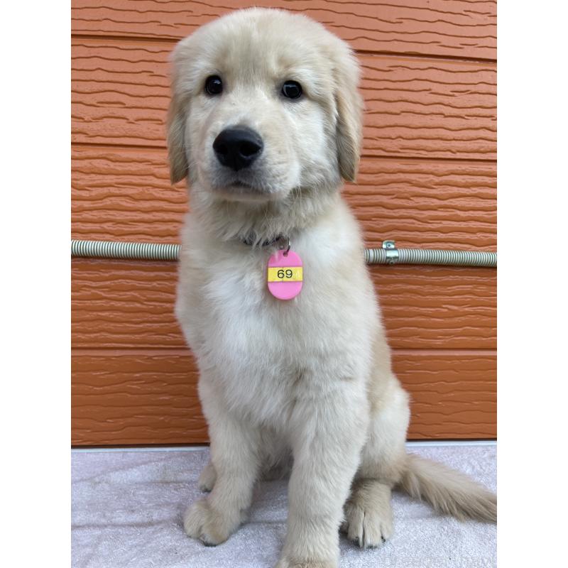 商談中の茨城県のゴールデンレトリーバー-435607の8枚目