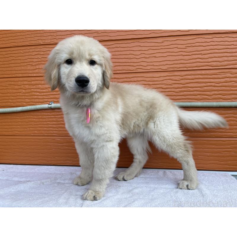 商談中の茨城県のゴールデンレトリーバー-435607の7枚目