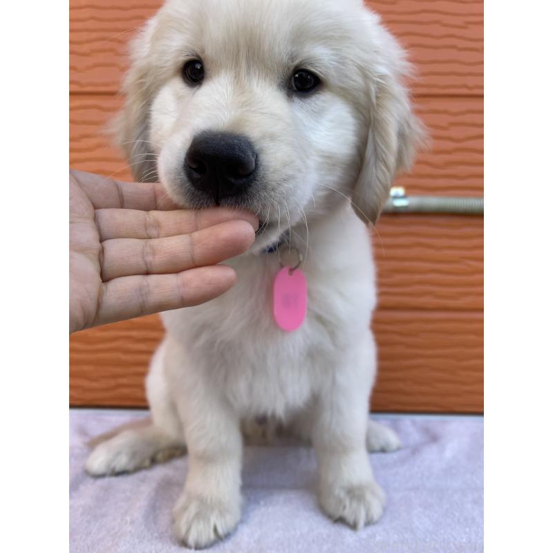 商談中の茨城県のゴールデンレトリーバー-435607の6枚目