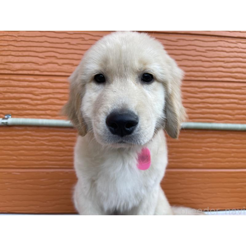 商談中の茨城県のゴールデンレトリーバー-435607の5枚目