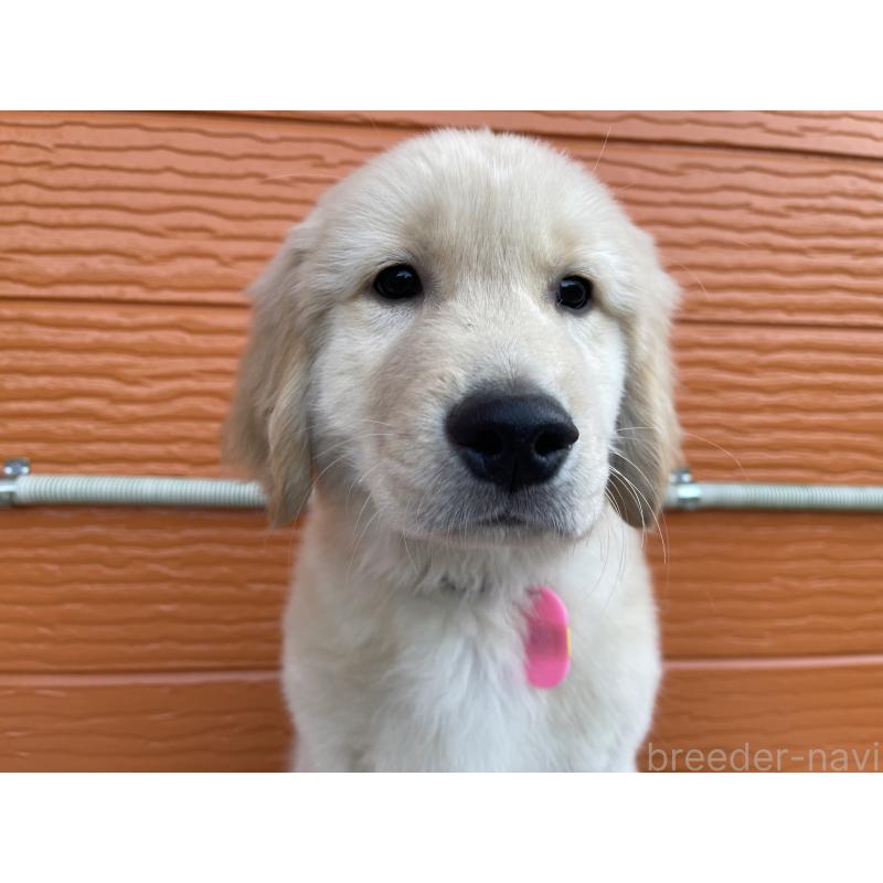 商談中の茨城県のゴールデンレトリーバー-435607の4枚目