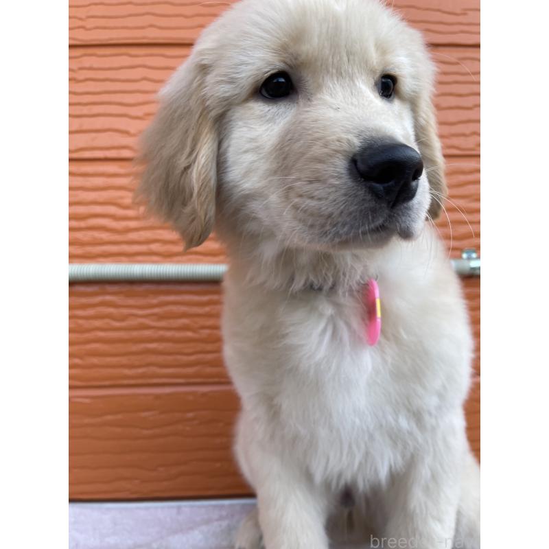 商談中の茨城県のゴールデンレトリーバー-435607の3枚目