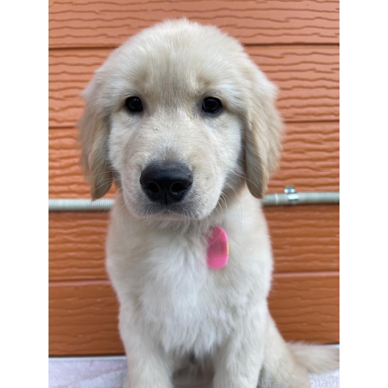 商談中の茨城県のゴールデンレトリーバー-435607の2枚目