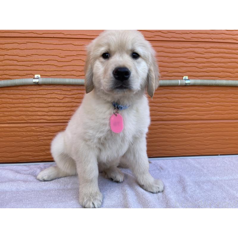 商談中の茨城県のゴールデンレトリーバー-433727の7枚目