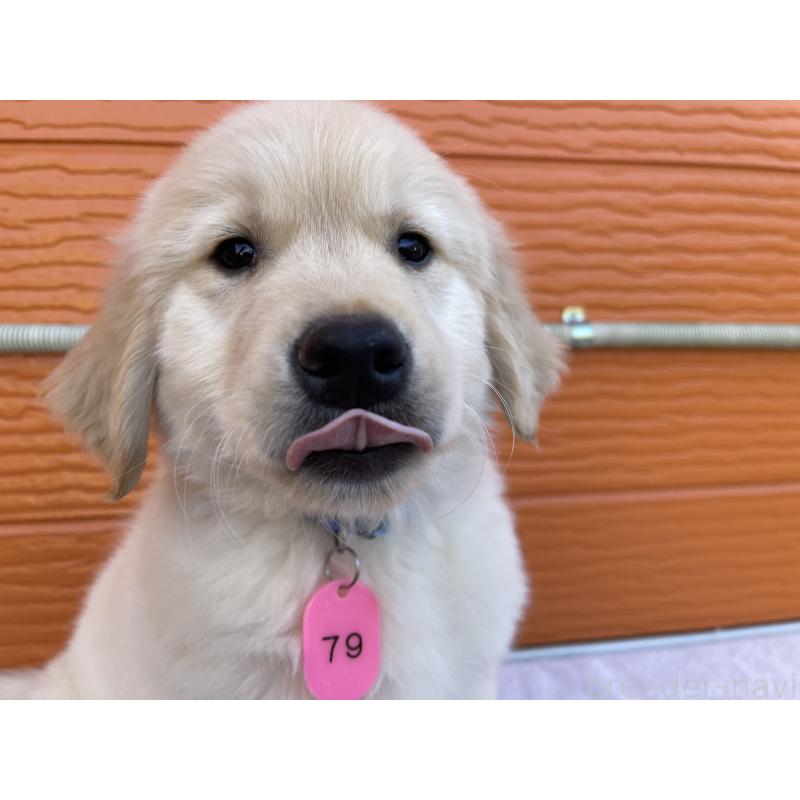 商談中の茨城県のゴールデンレトリーバー-433727の5枚目