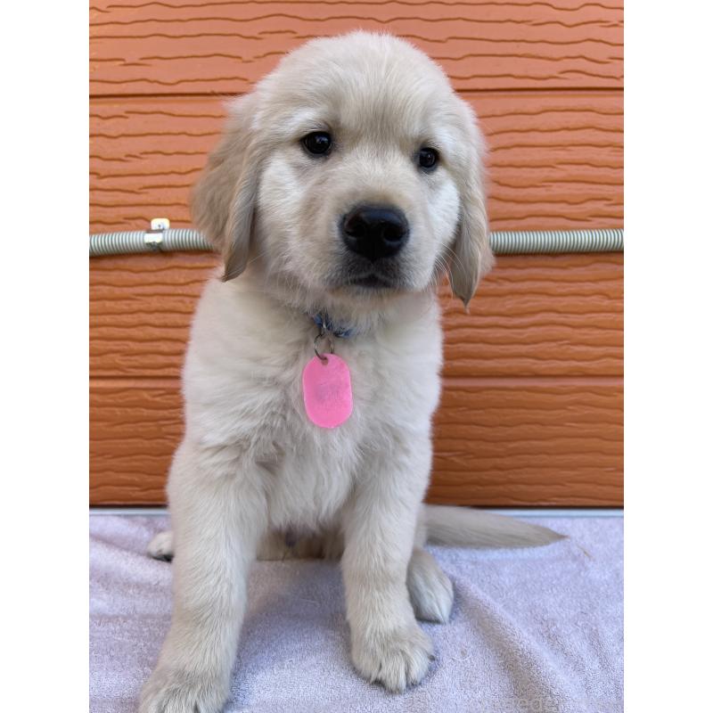 商談中の茨城県のゴールデンレトリーバー-433727の3枚目