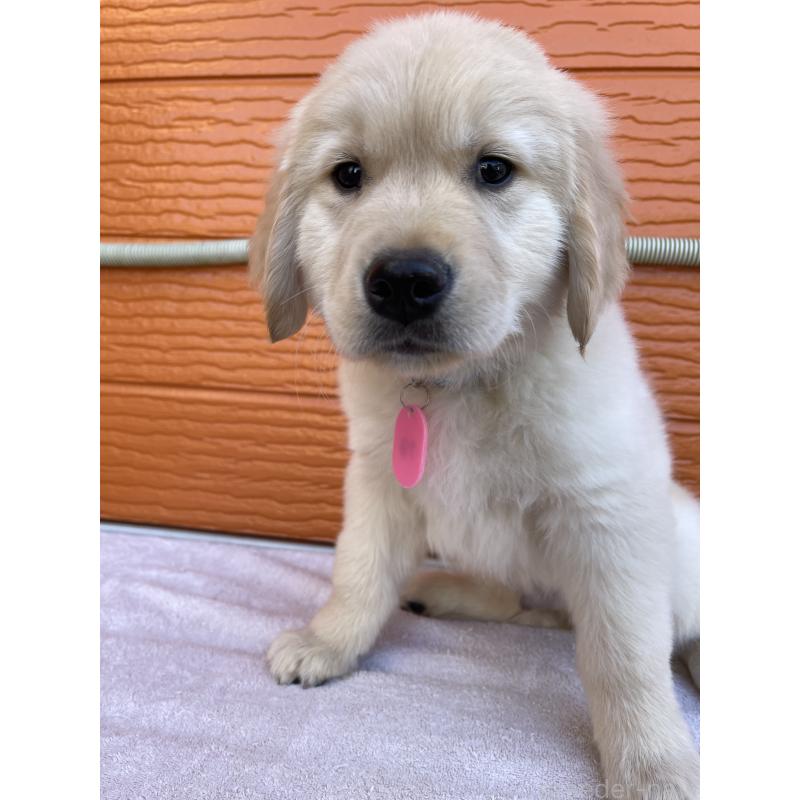 商談中の茨城県のゴールデンレトリーバー-433727の2枚目