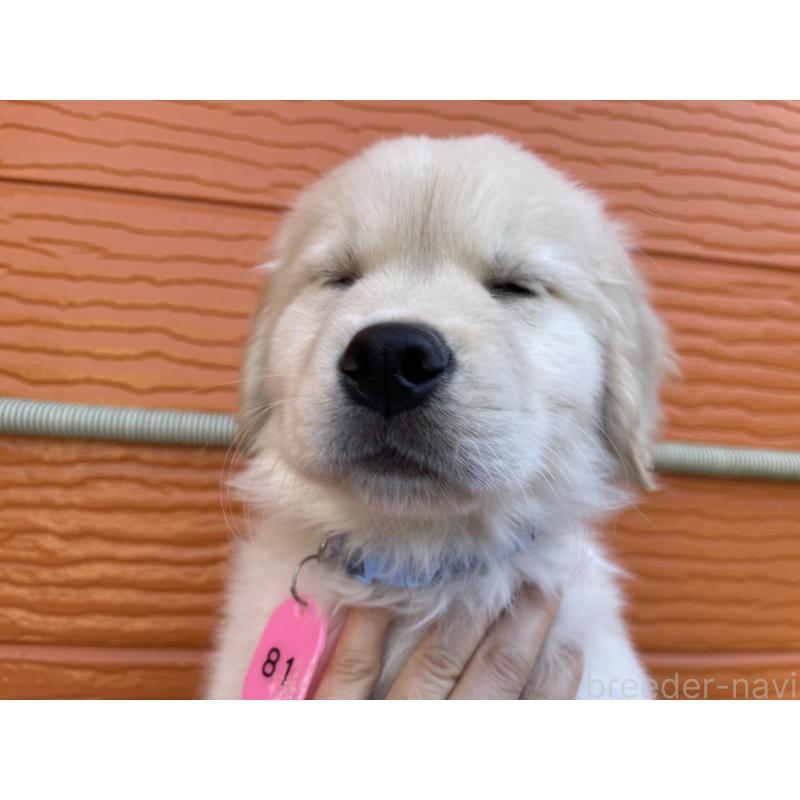 商談中の茨城県のゴールデンレトリーバー-433720の6枚目