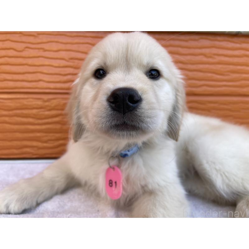 商談中の茨城県のゴールデンレトリーバー-433720の5枚目