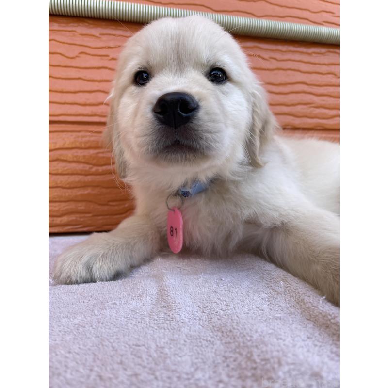 商談中の茨城県のゴールデンレトリーバー-433720の4枚目