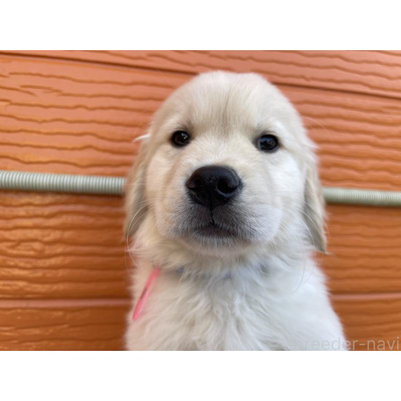 商談中の茨城県のゴールデンレトリーバー-433720の3枚目