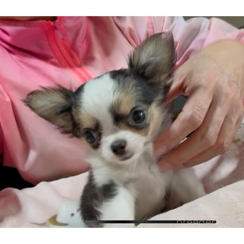 商談中の山口県のチワワ(ロングコート)-435721の2枚目