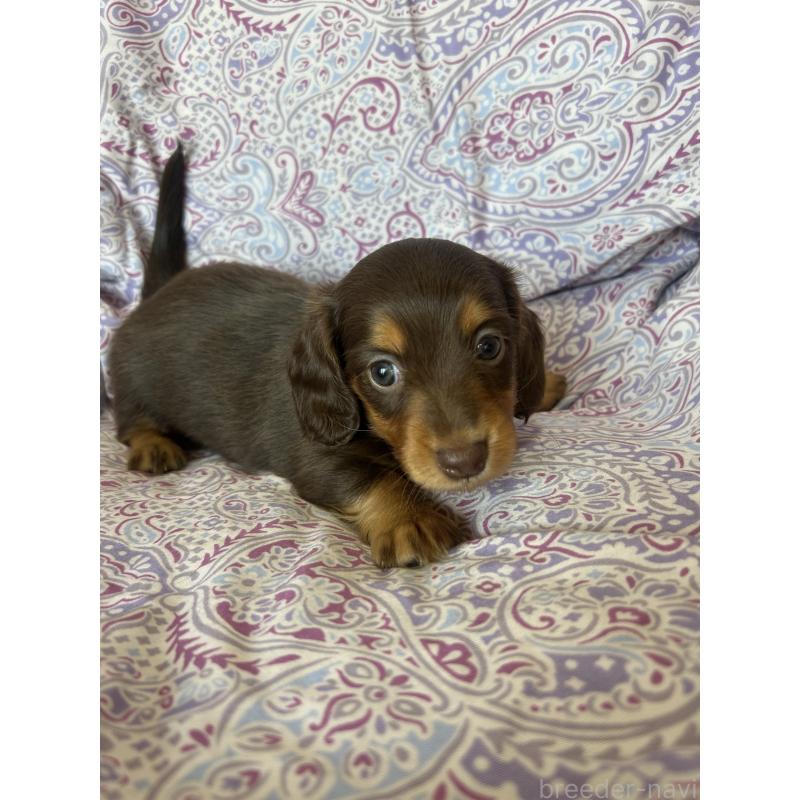 販売中の愛知県のミニチュアダックスフンド(ロングヘアード)-437991