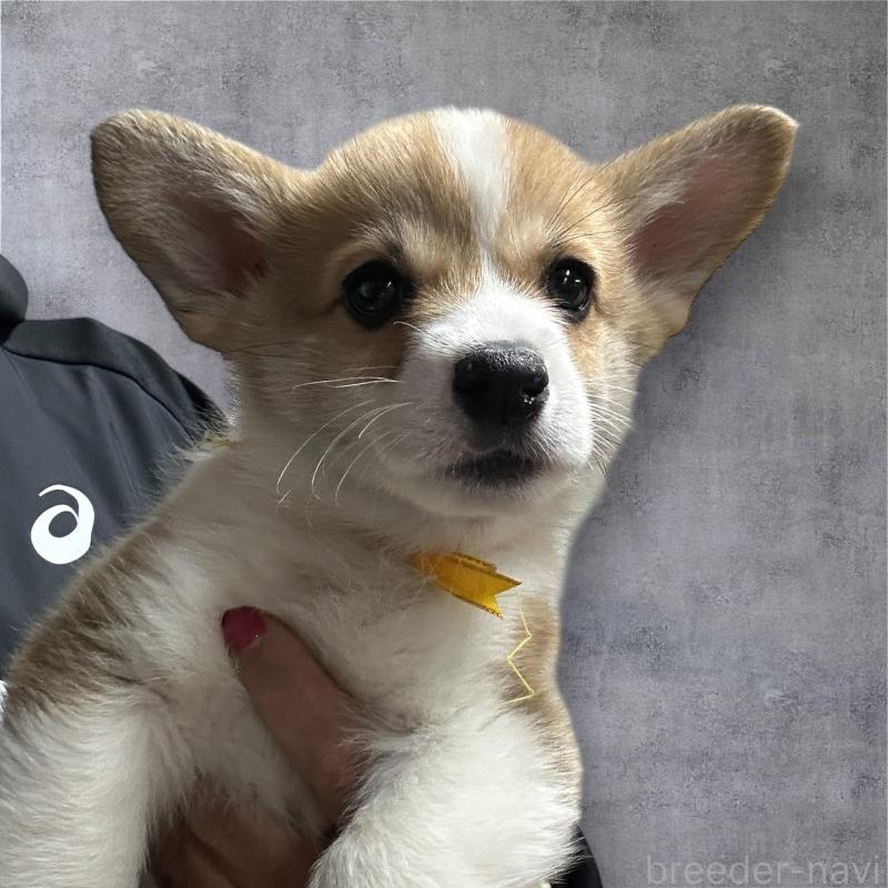 成約済ののウェルシュコーギーペンブローク-434814