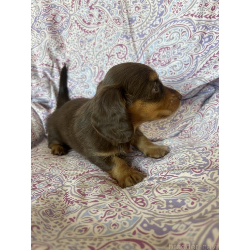 販売中の愛知県のミニチュアダックスフンド(ロングヘアード)-437991の11枚目