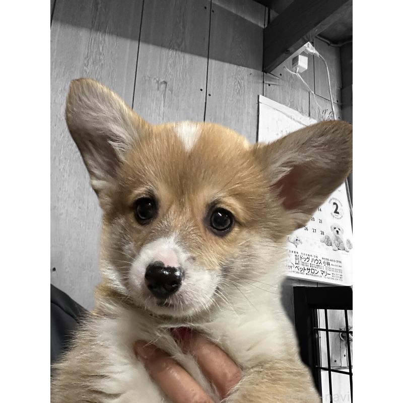 成約済の栃木県のウェルシュコーギーペンブローク-434792の1枚目