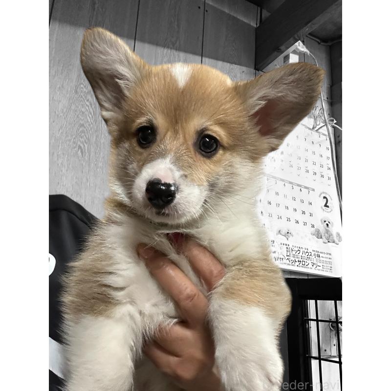 成約済の栃木県のウェルシュコーギーペンブローク-434792の2枚目