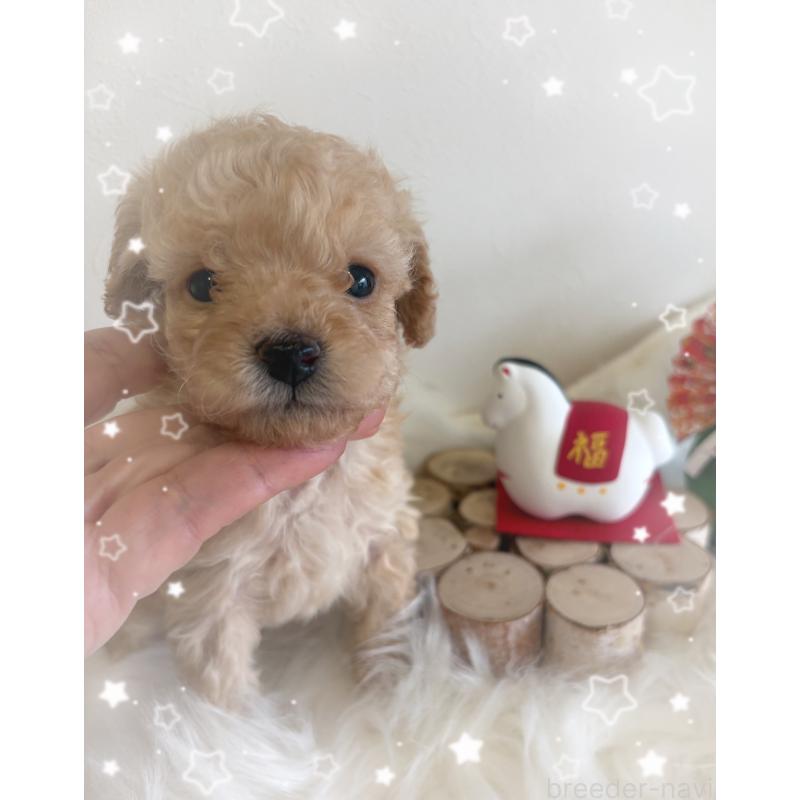 販売中の愛媛県のタイニープードル-440108の6枚目