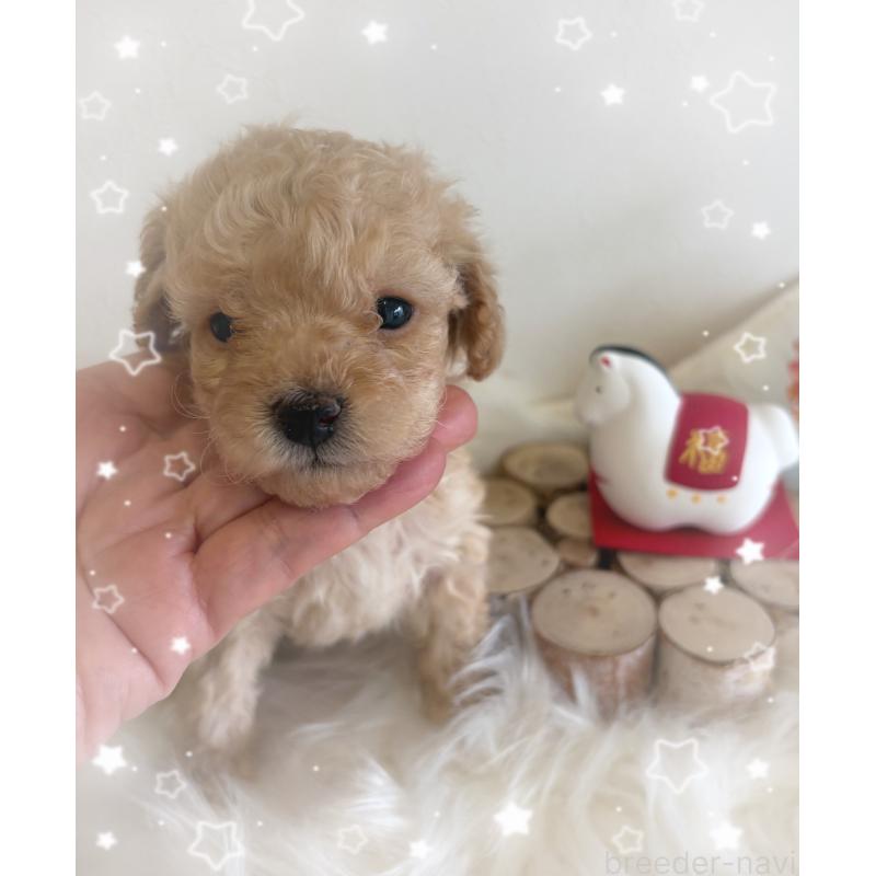 販売中の愛媛県のタイニープードル-440108の5枚目