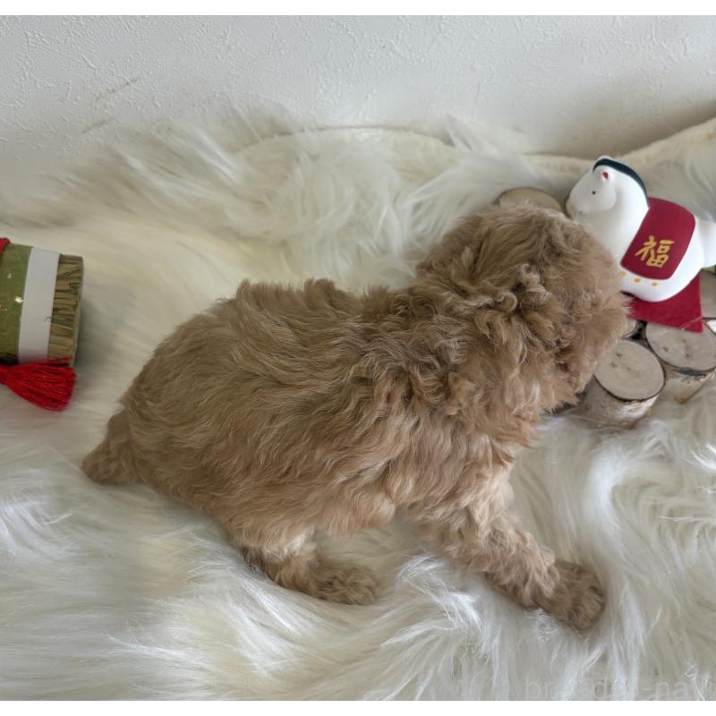 販売中の愛媛県のタイニープードル-440108の2枚目