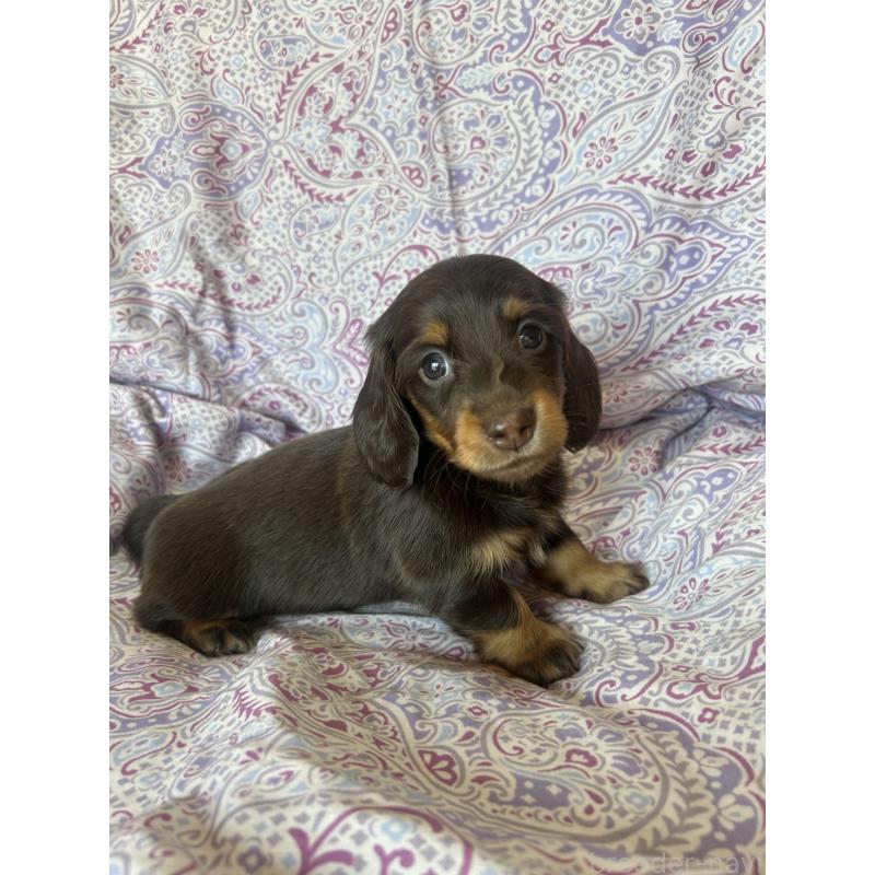 販売中の愛知県のミニチュアダックスフンド(ロングヘアード)-437986