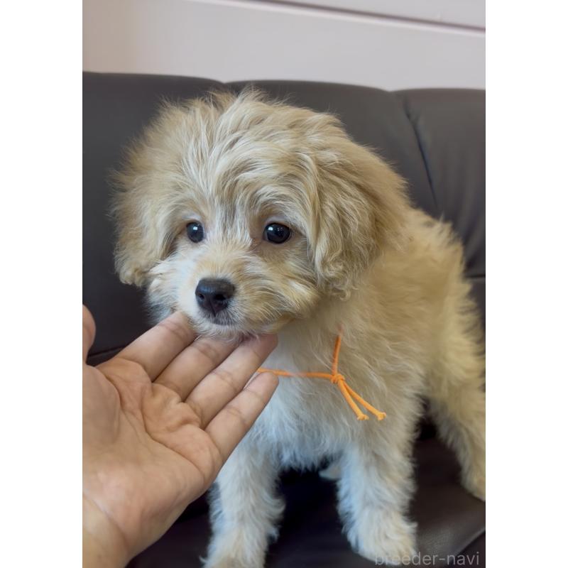 販売中の滋賀県のポメプー:ポメラニアン×トイプードル-431685の2枚目