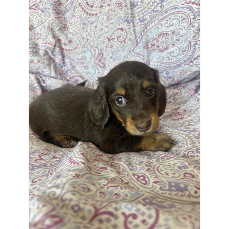 販売中の愛知県のミニチュアダックスフンド(ロングヘアード)-437986の10枚目